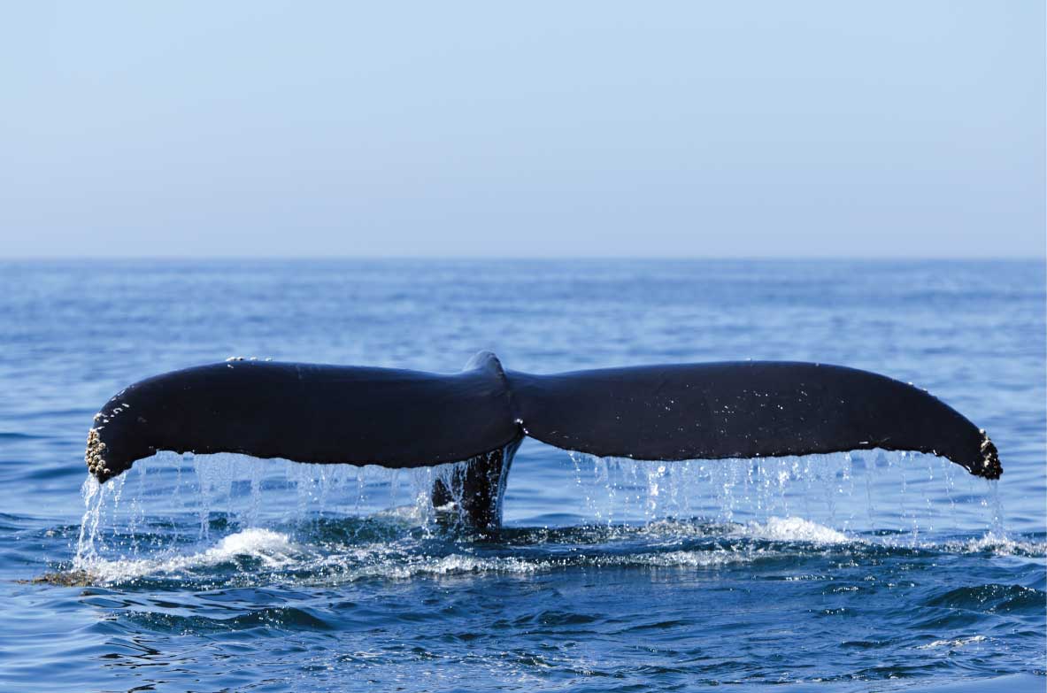 Bay of Fundy Whale